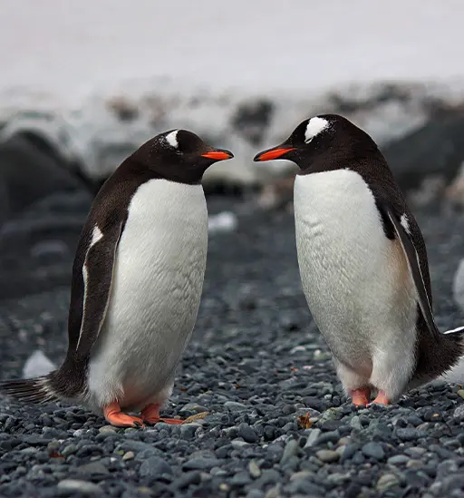 Animali
