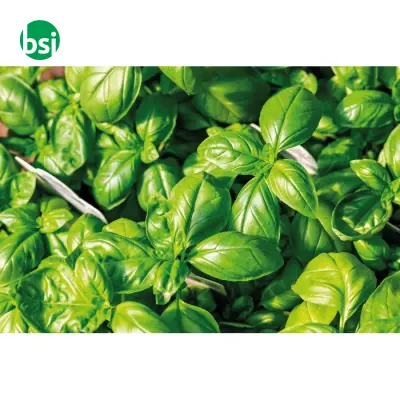Semi di basilico in busta kraft - BASILOP - Immagine 5