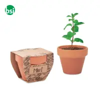 Semi di menta in vaso - MINT POT