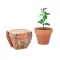 Semi di menta in vaso - MINT POT - Anteprima 1