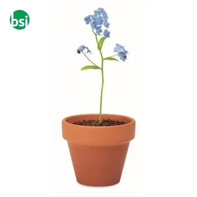 Semi di non ti scordar di me - FORGET ME NOT - Immagine 6