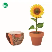 Semi di girasole - SUNFLOWER