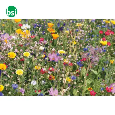 Semi misti di fiori in busta - SEEDLOPE - Immagine 4