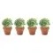 Kit di coltivazione in cartone - CRESS - Anteprima 4