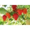 Kit per coltivare le fragole - FRESA KIT - Anteprima 7