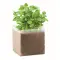 Semi di basilico - BASIL - Anteprima 1