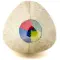 Matita multicolore Mae - Anteprima 2